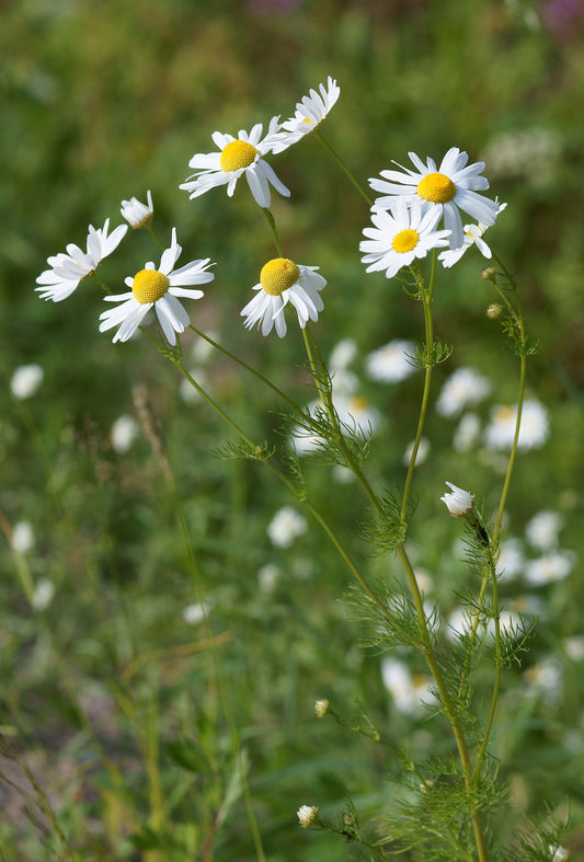 Chamomile German flowers in a field
