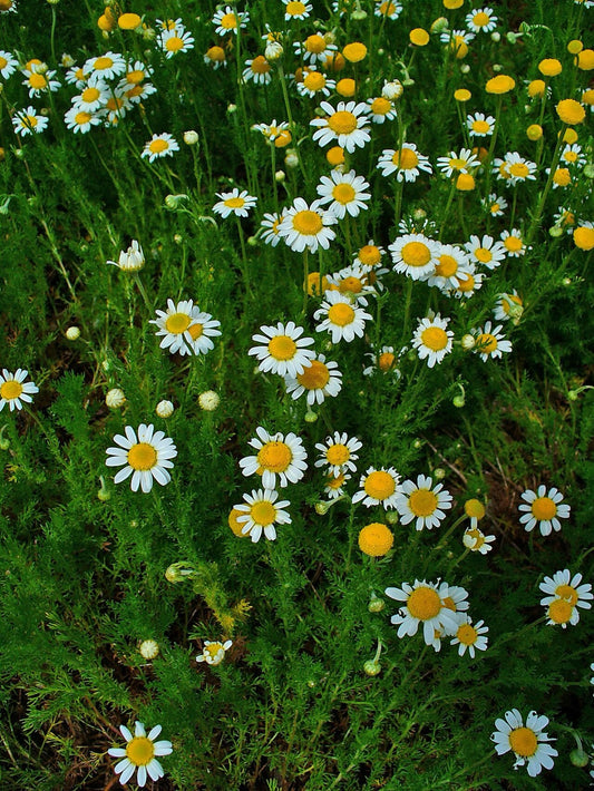Roman Chamomile flowers in a field