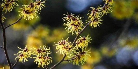 Witch hazel flowers yellow