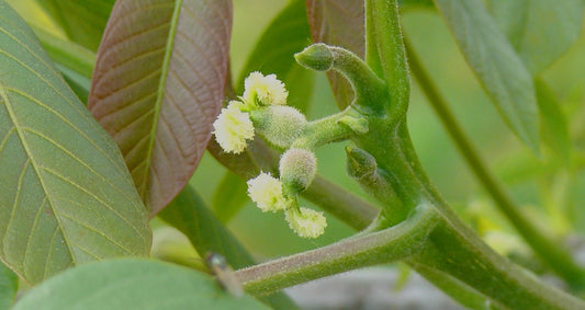 Flower Walnut white