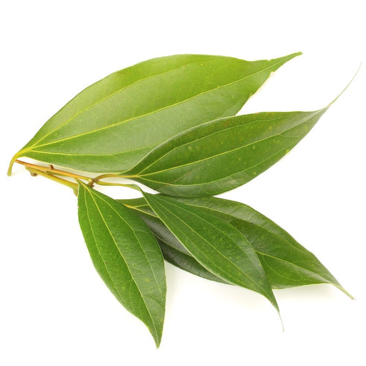 Cinnamon Leaf 