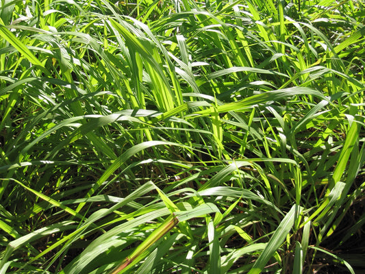 Cymbopogon winterianus plants