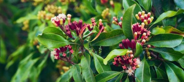 Eugenia caryophyllata flowers and leaves