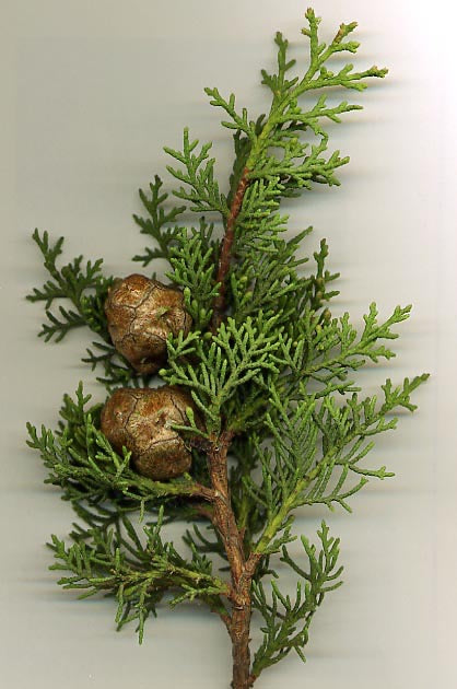 Cupressus sempervirens branch with berries