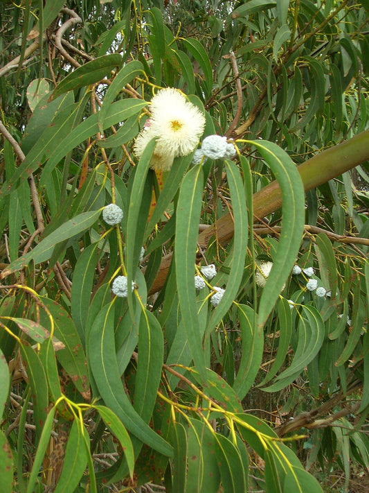 Eucalyptus globulus leaves and flowers