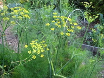 Sweet Fennel leaves and flower plants