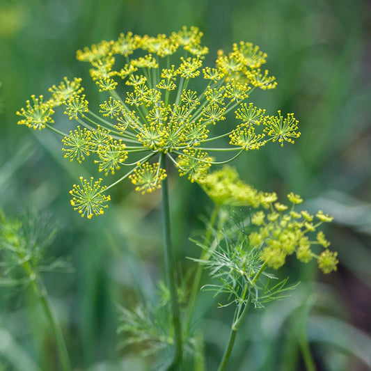 Dill flowers