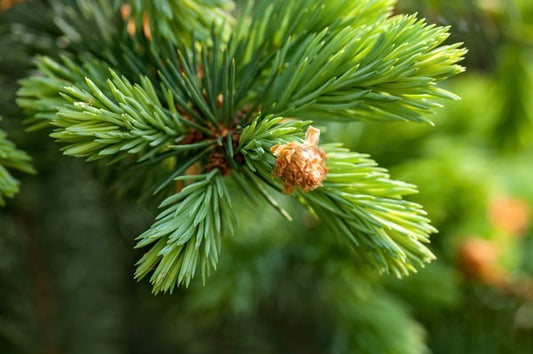 Fir needle branch Abies sibirica