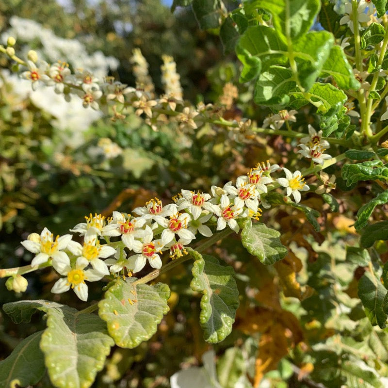 Frankincense Boswellia Serrata plant