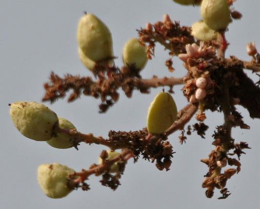 Frankincense Boswelia Sacra plant flowers