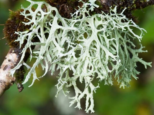 Oak Moss green