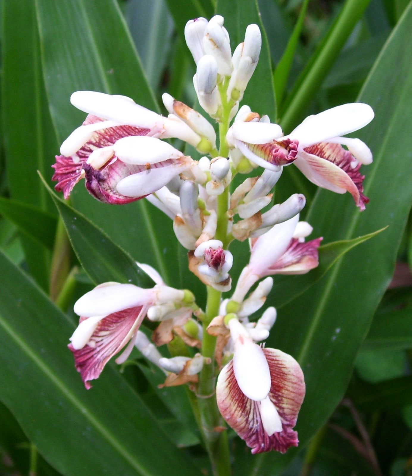 Galangal flowers