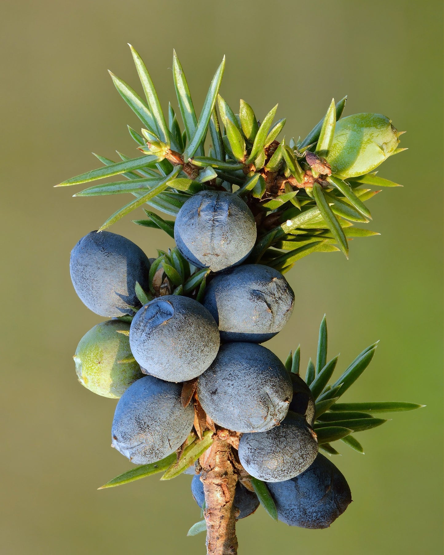 Juniperus communis berries on a stem