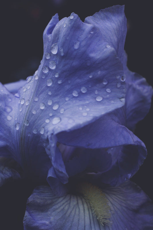 Close-up of a blue iris flower with water droplets on a dark background