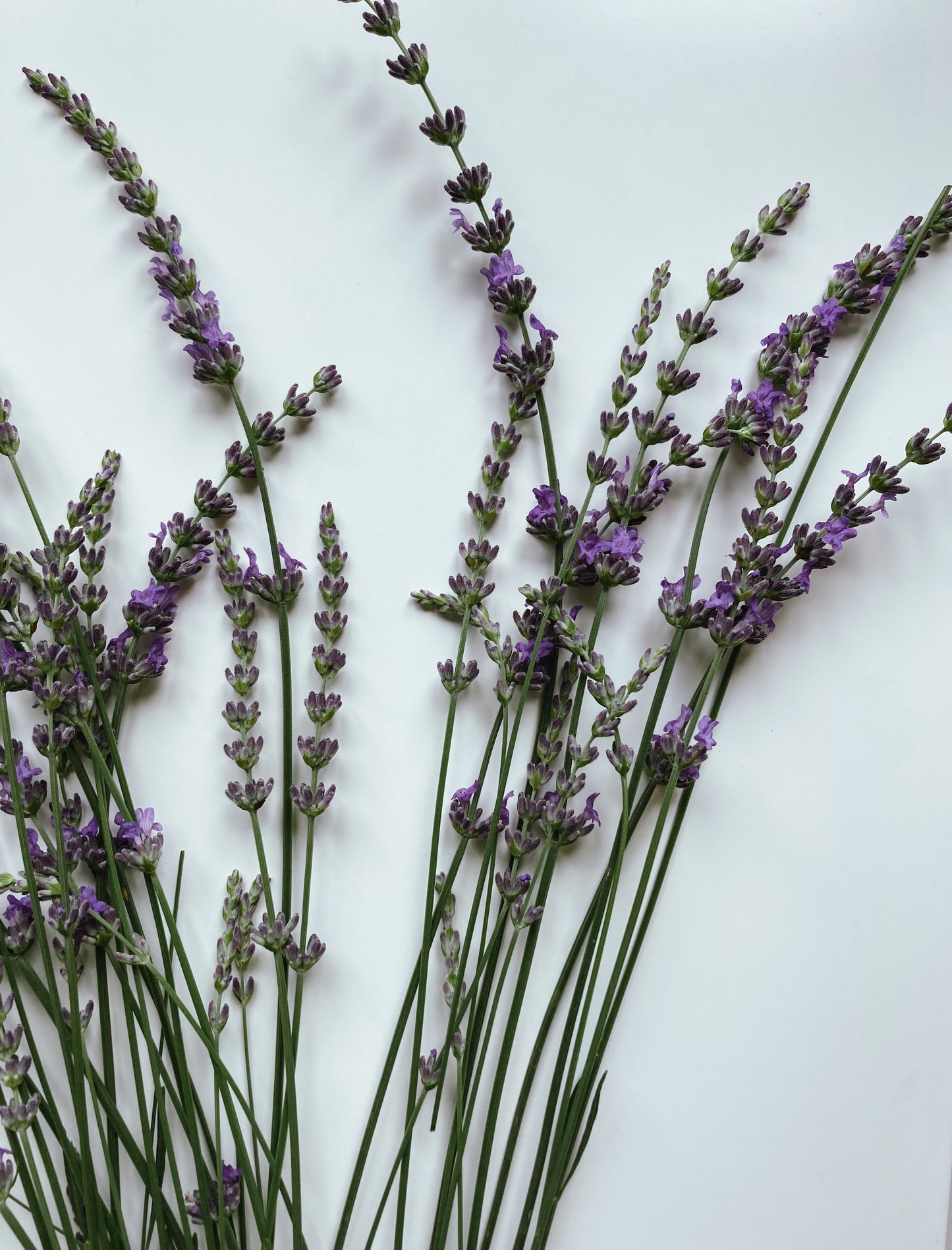 Several sprigs of lavender with green stems and purple flowers arranged on a plain white background.