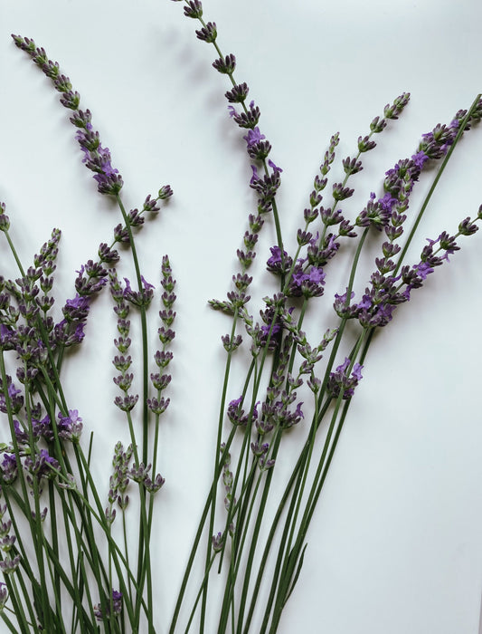 Several sprigs of lavender with green stems and purple flowers arranged on a plain white background.