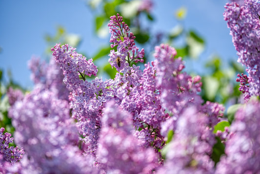 Close-up of purple flowers with a blurred background