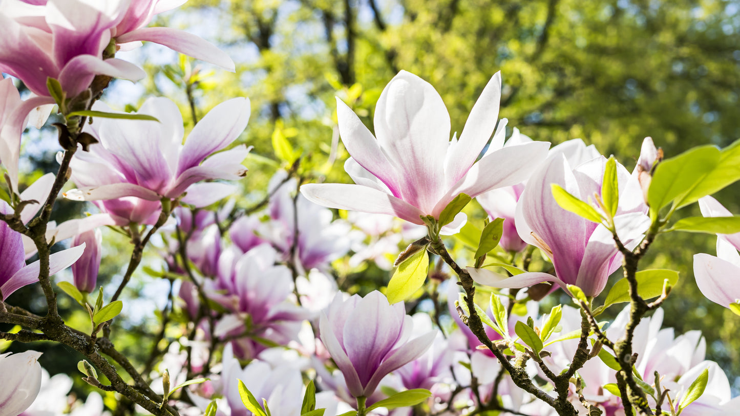 Pink and white flowers on a tree branch with green leaves