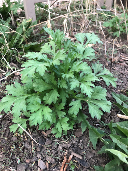 Young mugwort plant