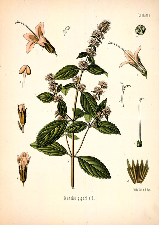 Botanical illustration of a plant with leaves and flowers on a beige background