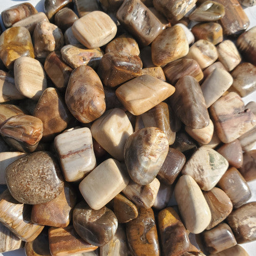 Petrified Wood 1.25