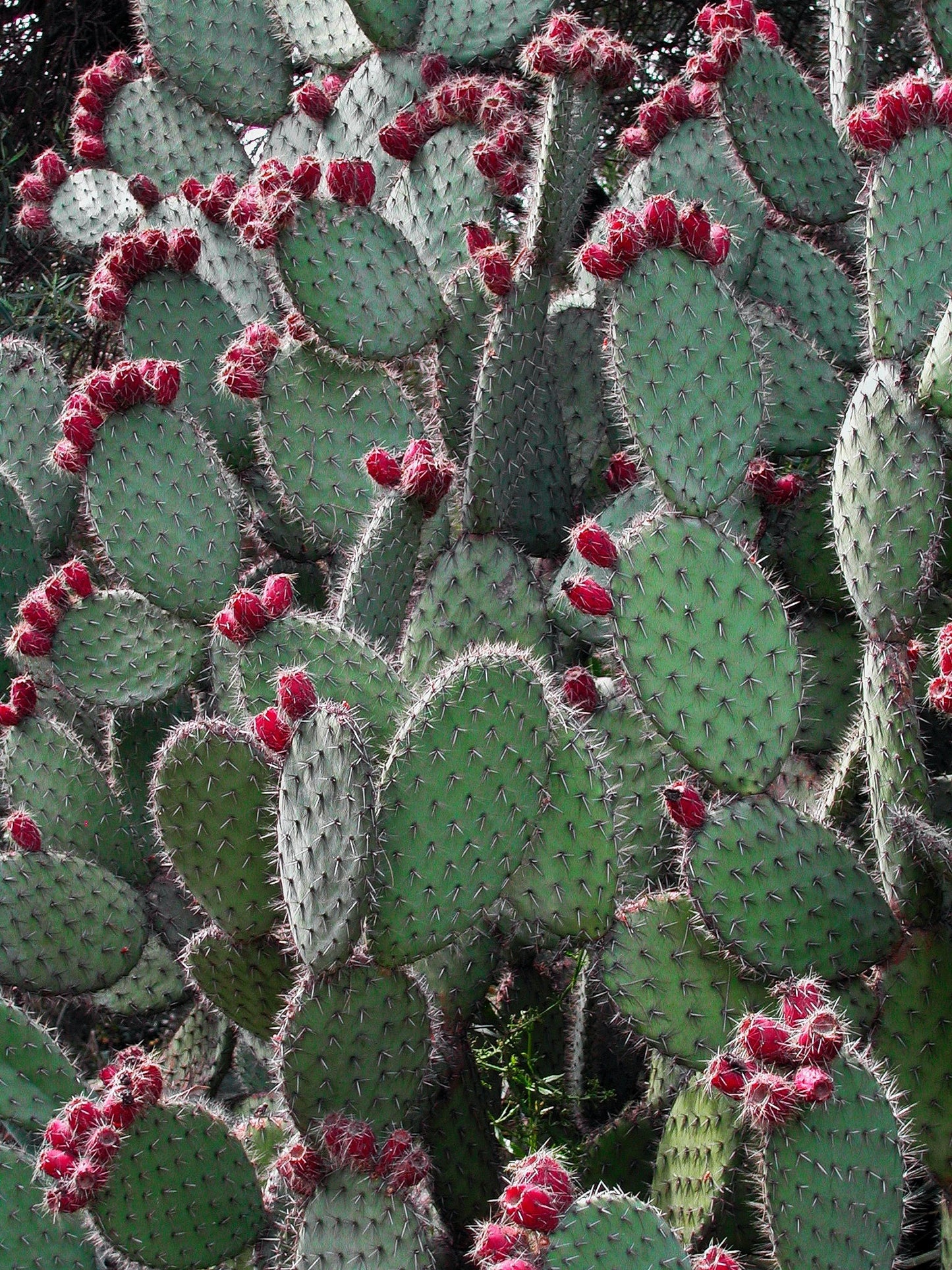 Close-up of a cactus with green pads and red buds against a dark background