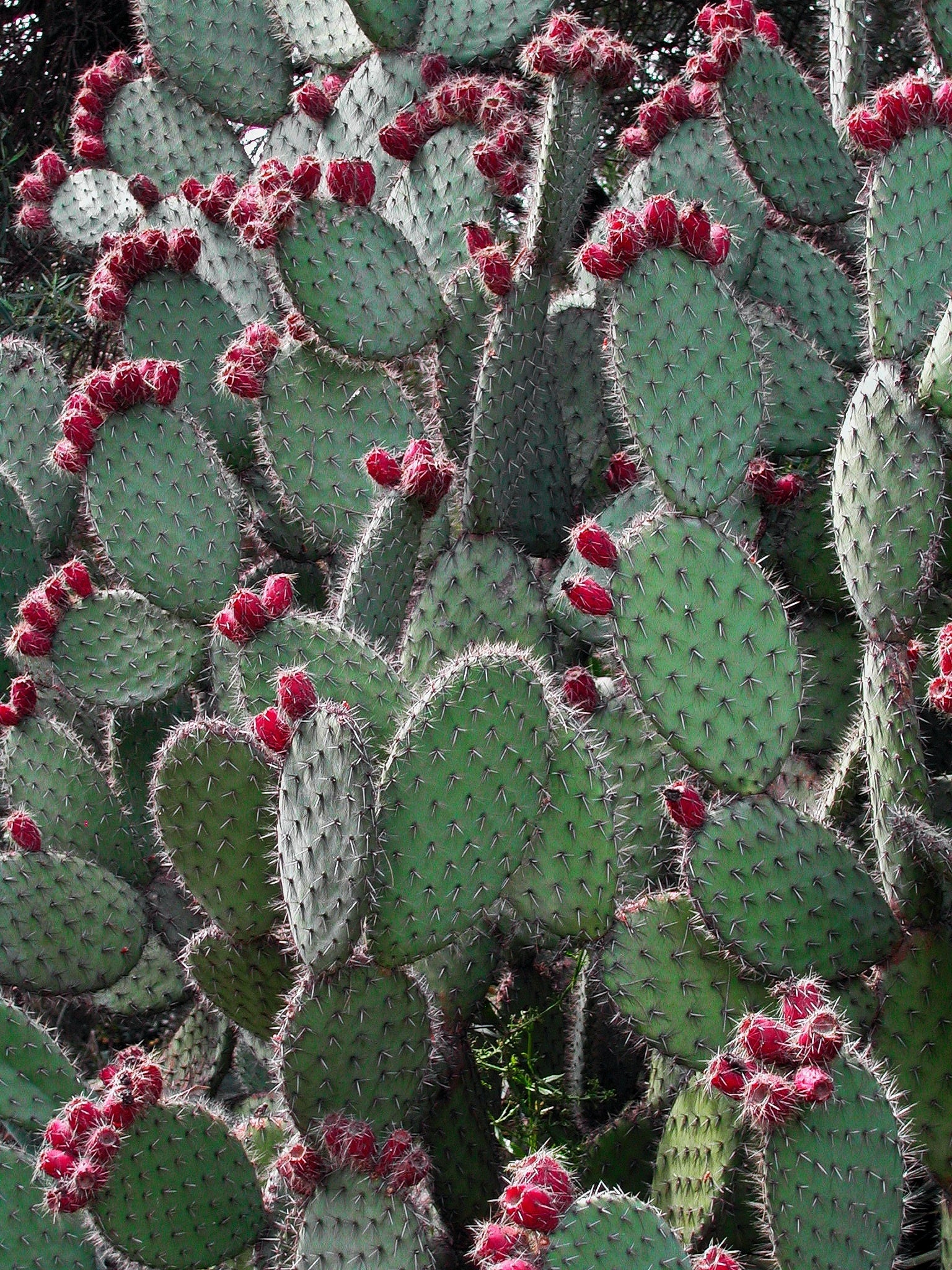 Close-up of a cactus with green pads and red buds against a dark background