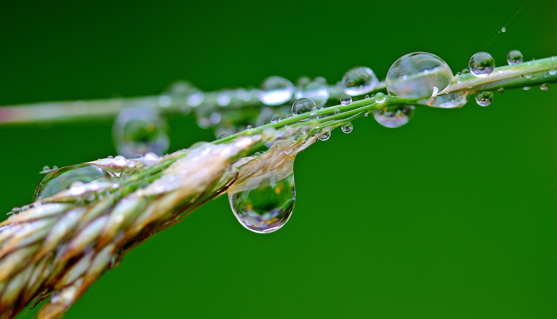 Rain drops on a grass blade against a green background