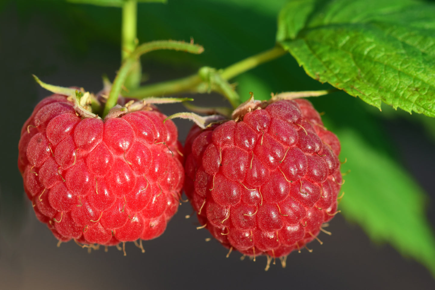 Two red raspberries on a green stem with leaves.