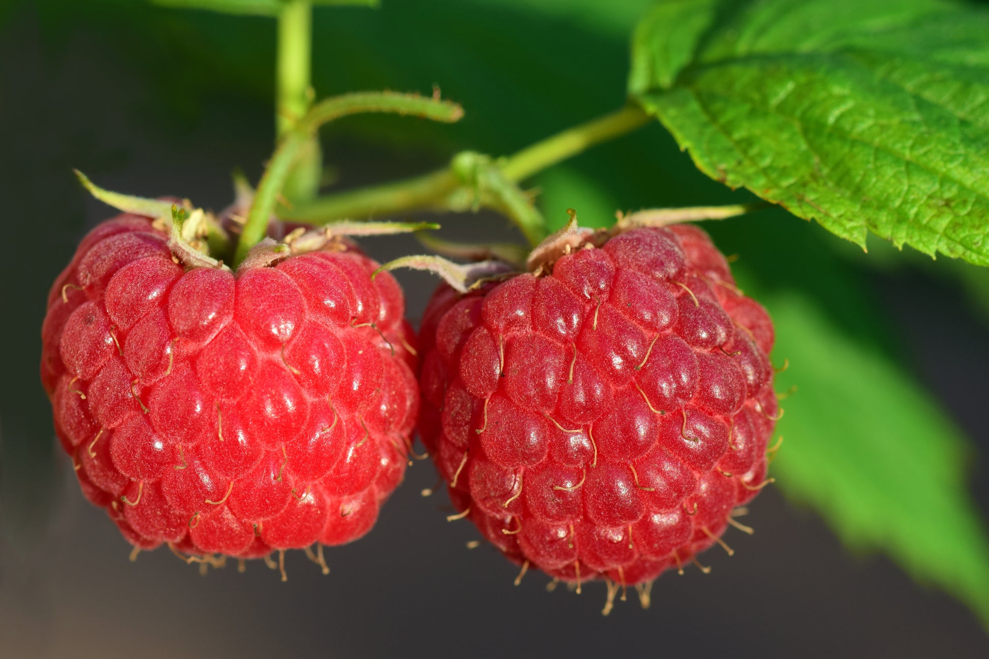 Two red raspberries on a green stem with leaves.