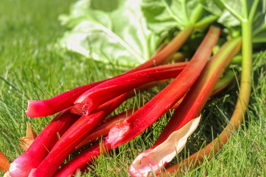 Red rhubarb stalks on a green grass background