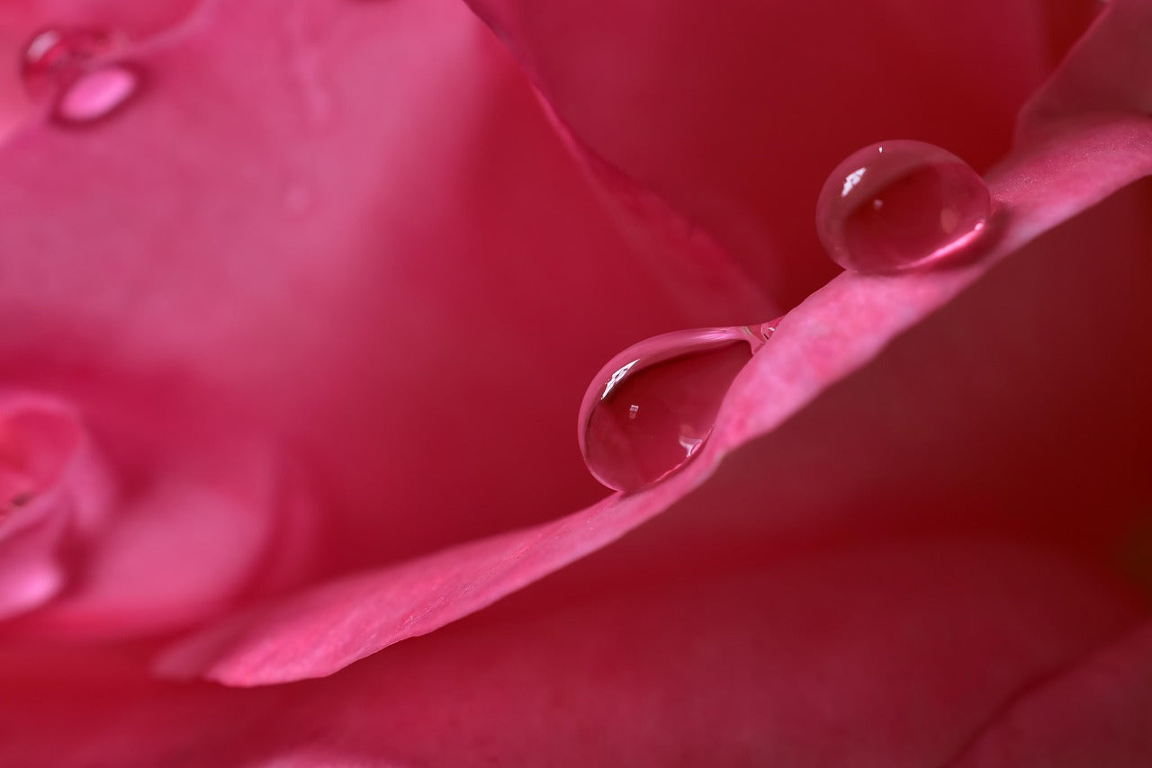 Close-up of pink rose petals with water droplets