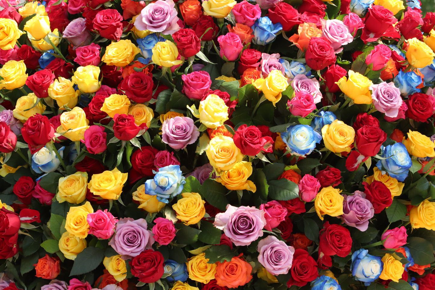 Rose Garden picture of many colors of roses.
