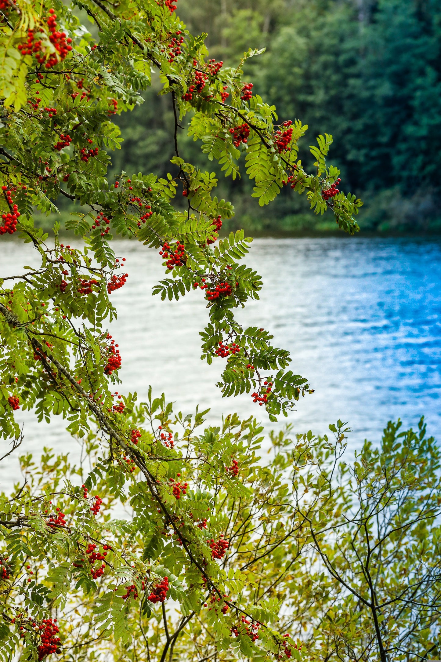 Rowan tree branches with berries with water behind it