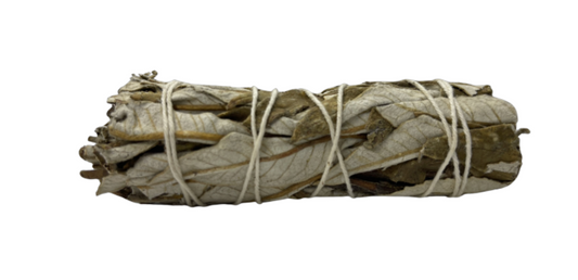 Smudge Yerba Santa