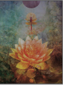 Greeting Card Dragonfly Lotus Friendship