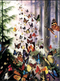 Greeting Card Butterflies Forest Birthday