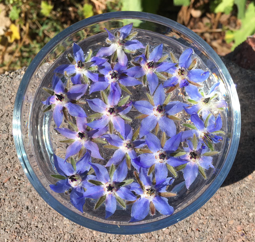 Blue flowers in a clear glass bowl on a concrete surface
