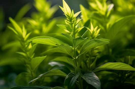 Close-up of green leaves with a blurred background