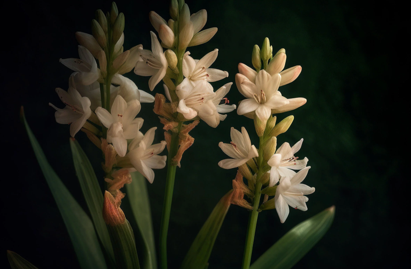 White flowers with green leaves on a dark background