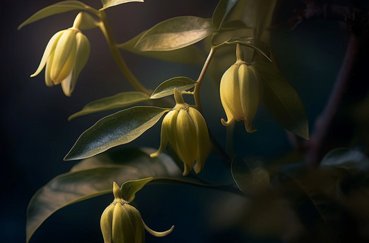 Close-up of yellow flowers with green leaves against a dark background