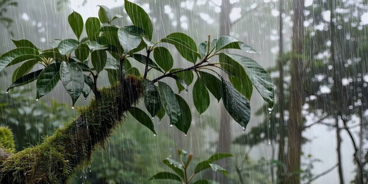 Raindrops on leaves in a forest setting
