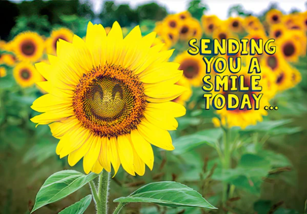 A close-up sunflower in a field with other sunflowers blurred in the background, overlaid with the text 'SENDING YOU A SMILE TODAY.
