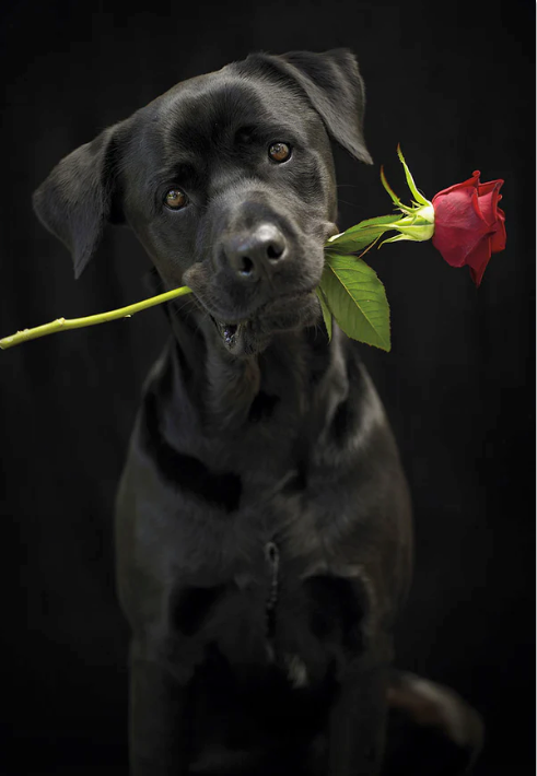 A black dog holding a single red rose in its mouth, photographed against a dark black background.