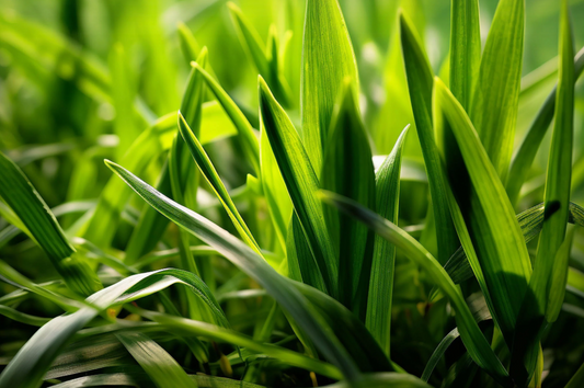 Fresh Cut Grass