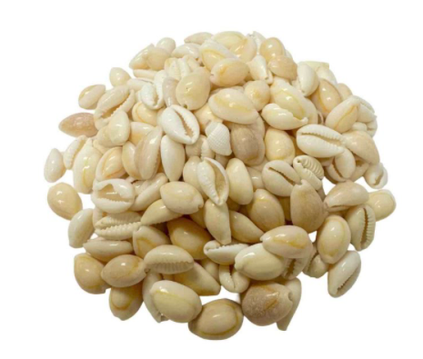 A pile of small cowrie shells in natural cream, beige, and light brown tones, photographed on a plain white background.