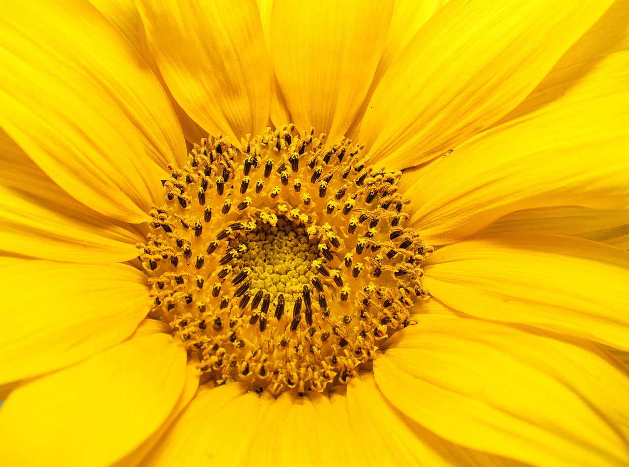 Close-up of a bright yellow sunflower with a detailed center.