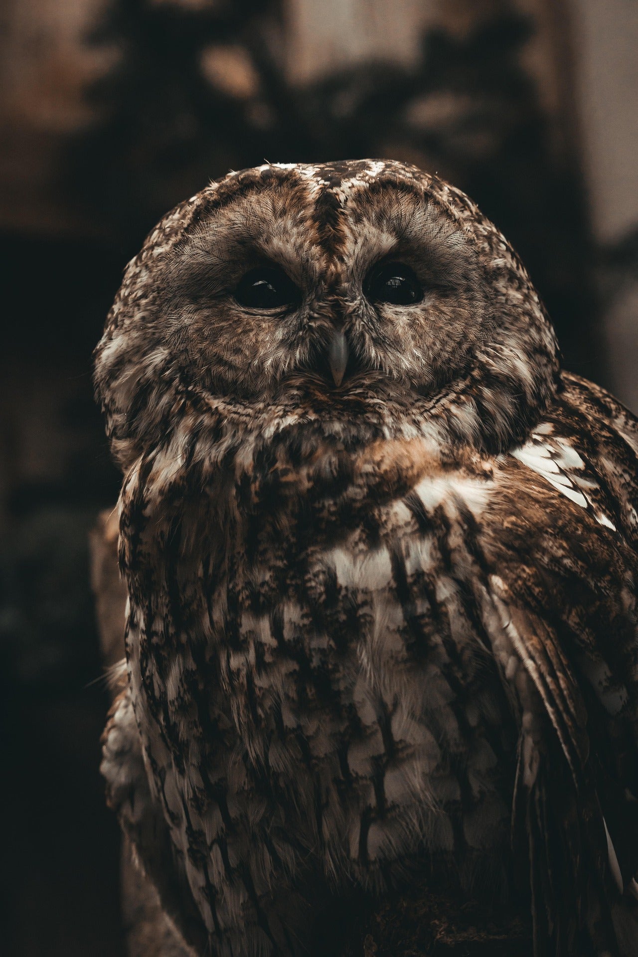 Close-up of an owl with a blurred background