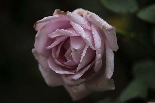 Close-up of a pink rose with water droplets on petals against a dark background