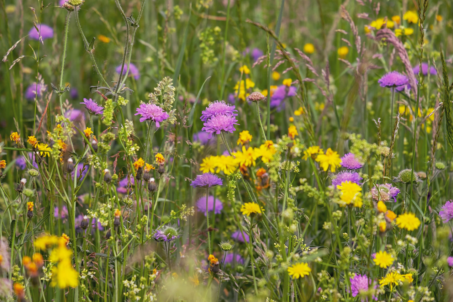 Wildflower meadow with a variety of flowers including purple and yellow.